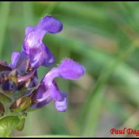 97 brunelle commune prunella vulgaris lamiacee