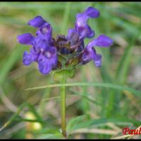 97 brunelle commune prunella vulgaris lamiacee