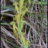 Aceras homme pendu orchis anthropophora