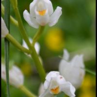 cephalanthere a feuilles etroites cephanlanthera longifolia