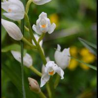 cephalanthere a feuilles etroites cephanlanthera longifolia