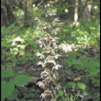 Epipactis a feuilles ecartees epipactis distans