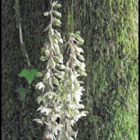 Epipactis a feuilles ecartees epipactis distans