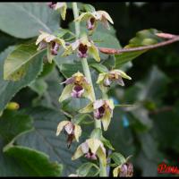 Epipactis a larges feuilles epipactis helleborine