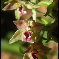 Epipactis a larges feuilles epipactis helleborine