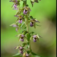 Epipactis a larges feuilles epipactis helleborine