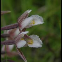 Epipactis des marais epipactis palustris