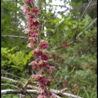Epipactis pourpre noiratre epipactis atrorubens