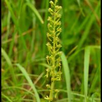 Listere a feuilles ovales listera ovata