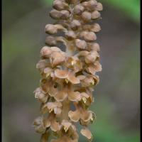 Neottie nid d oiseau neottia nidus avis