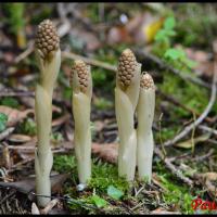 Neottie nid d oiseau neottia nidus avis