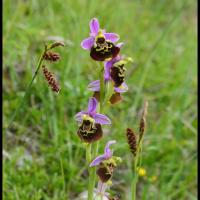 Ophris bourdon ophris fuciflora