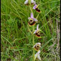 Ophris bourdon ophris fuciflora