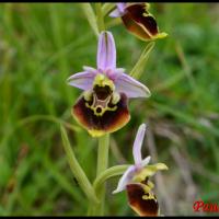 Ophris bourdon ophris fuciflora