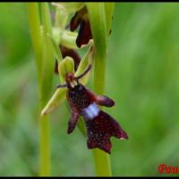 Ophrys mouche ophrys insectifera