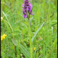 Orchis a feuilles larges dactylorhiza majalis