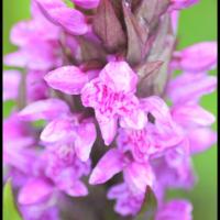 Orchis a feuilles larges dactylorhiza majalis