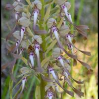 Orchis a odeur de bouc himantoglossum hircinum