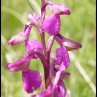 Orchis bouffon anacamptis morio