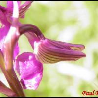 Orchis bouffon anacamptis morio