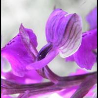 Orchis bouffon anacamptis morio