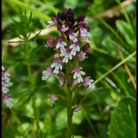 Orchis brule neotinea ustulata