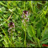 Orchis brule neotinea ustulata