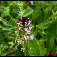 Orchis brule neotinea ustulata