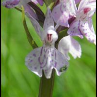 Orchis de fuchs dactylorhiza fuchsii