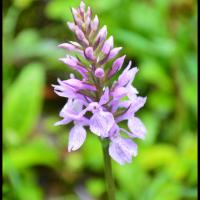 Orchis de fuchs dactylorhiza fuchsii