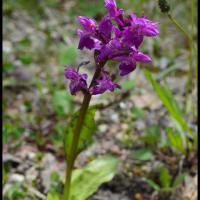 Orchis de traunsteiner dactylorhiza trausteineri