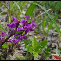 Orchis de traunsteiner dactylorhiza trausteineri