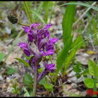 Orchis de traunsteiner dactylorhiza trausteineri