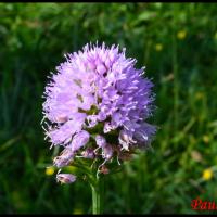Orchis globuleux traunsteinera globosa