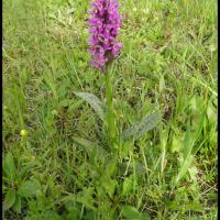Orchis male orchis mascula