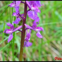 Orchis male orchis mascula