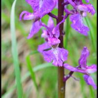 Orchis male orchis mascula