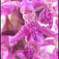 Orchis male orchis mascula