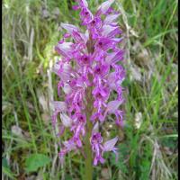 Orchis militaire orchis militaris