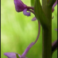 Orchis moucheron gymnademe a long eperon gymnadenia conopsea