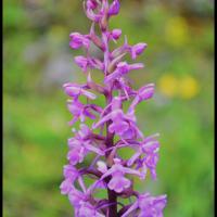 Orchis moucheron gymnademe a long eperon gymnadenia conopsea