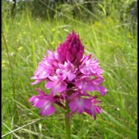Orchis pyramidal anacamptis pyramidalis