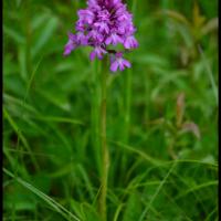Orchis pyramidal anacamptis pyramidalis