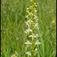 Platanthere a 2 feuilles platanthera bifolia