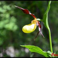 Sabot de venus cypripedium calceolus