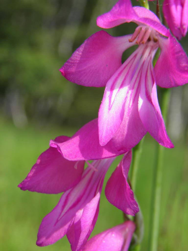 Fleurs du Jura